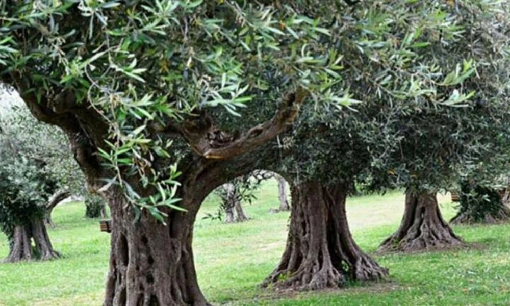 Κάμερες στα χωράφια βάζουν οι αγρότες για να μη τους κλέβουν ελιές!